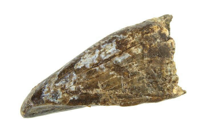 Juvenile Tyrannosaur (Nanotyrannus) Premax Tooth - Montana #338705